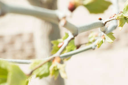 A tree is blooming in the springtime with a lady bug crawling on it's branch.の写真素材