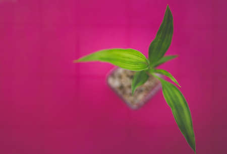 A single bamboo is planted in a glass pot with rocks, from an aerial view.の写真素材