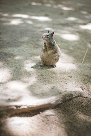 A Curious Squirrel is exploring his surroundings.の写真素材