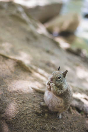 A Curious Squirrel is exploring his surroundings.の写真素材