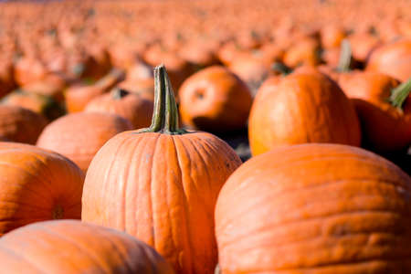 A pumpkin stands tall amongst a field of pumpkins.の写真素材