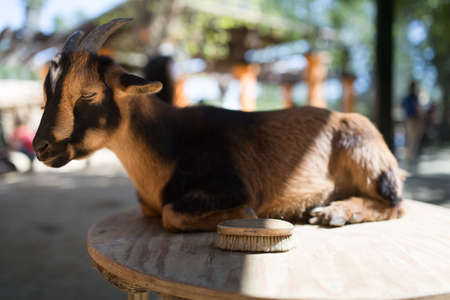 Girl is grooming a goat with a brush at a petting zoo.の写真素材