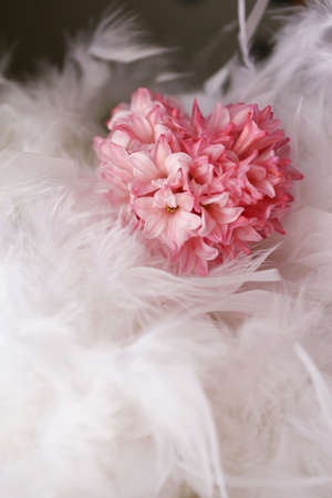 Heart made of pink phlox lies on white plumageの写真素材