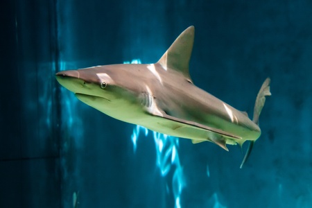 Grey Reef Shark (Carcharhinus amblyrhynchos) - Genoa Aquarium, Italyの写真素材