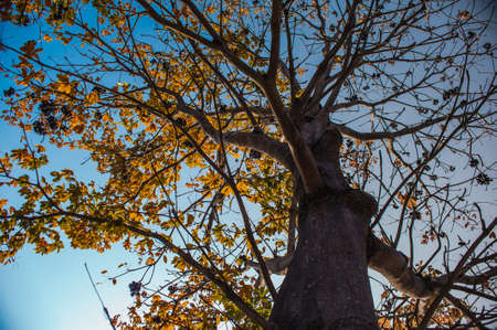tree when falling leafの写真素材