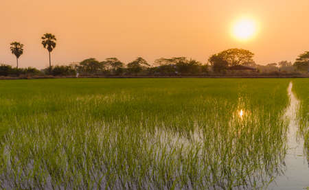 rice fieldの写真素材