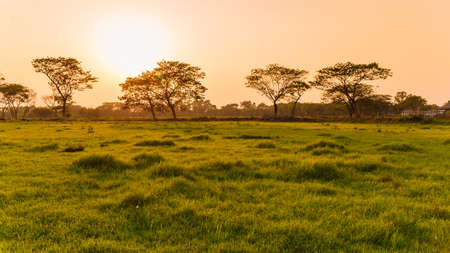 grass fieldの写真素材