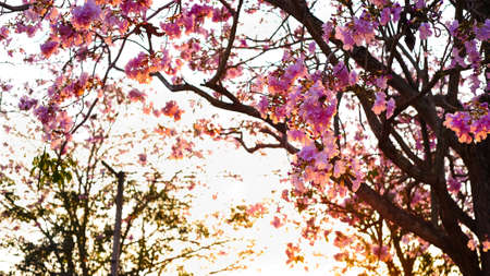 flower with lightの写真素材
