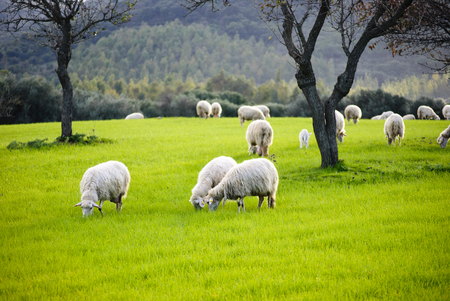 Sheep grazingの写真素材