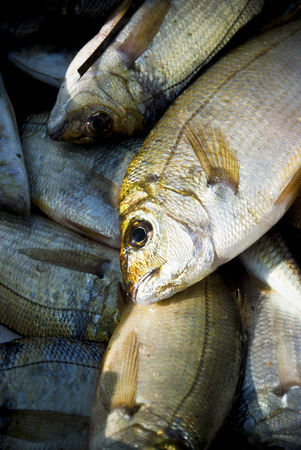 Freshly-caught fishの写真素材