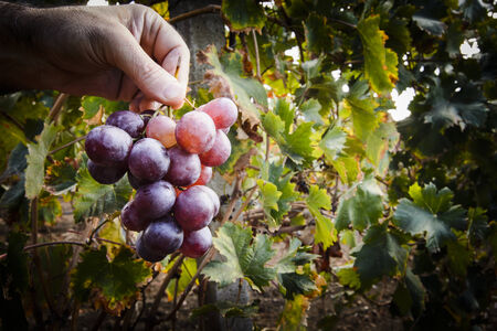 Hand holding a bunch of grapes During the harvestの写真素材