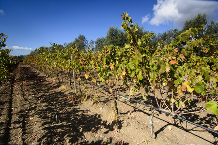 vineyard in november in the morningの写真素材