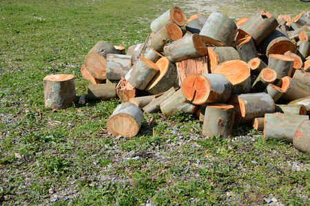 Wood logsの写真素材