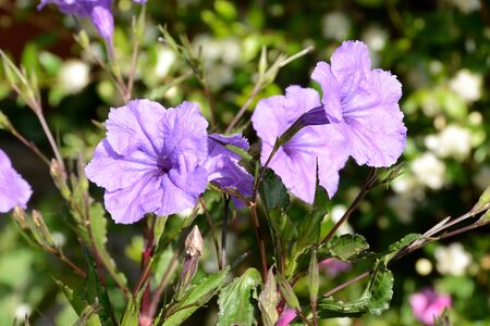 Violet flowers. Petals in early sunny morningの写真素材