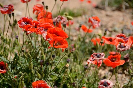 Field of poppiesの写真素材