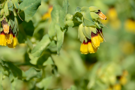 Cerinthe major / spontaneous Mediterranean plant. Usually found associated with Borageの写真素材