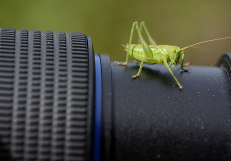 Small grasshopper jumped over a lens of a SRLの写真素材