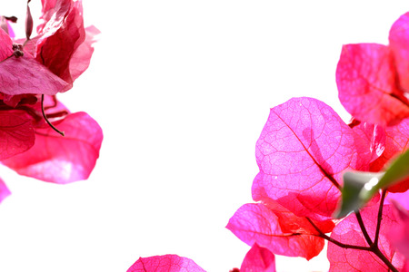Empty white space between bougainvillea leavesの写真素材