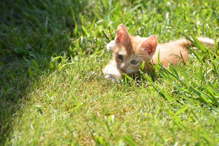 Kitten lying on a green grassの写真素材