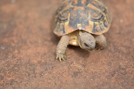 Small land turtle looking for his favorite foodの写真素材