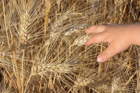 Hands of a little girl touching the ears of wheat at sunset in early Juneの写真素材