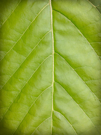 A lettuce tree green leafの写真素材