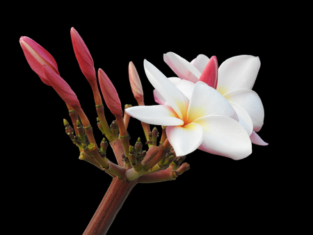 The isolated Plumeria flower ,white and yellow in the middle ,some is blooming in black background with clipping pathの写真素材