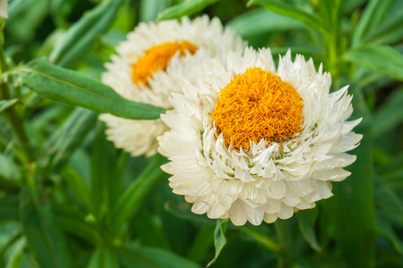 Close up pair white flowers in the gardenの写真素材