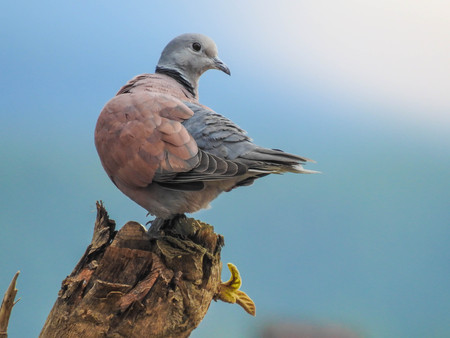 Male Zebra dove is perching on the stump and looking to the right side of the pictureの写真素材