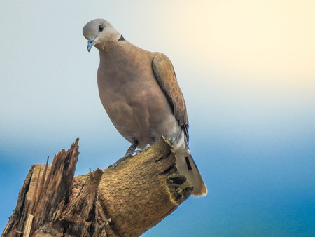 Male Zebra dove is perching on the stump and looking forward at somethingの写真素材