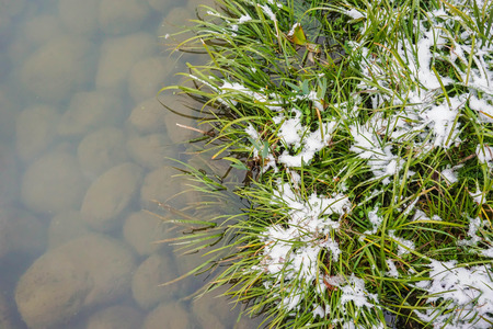 The grass nearby turbid lake that have rocks in the bottom,the grass also coverd with snow in the winter seasonの写真素材