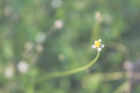 Selective focus little white Daisy on the meadow for motivation,encourage,romanticの写真素材