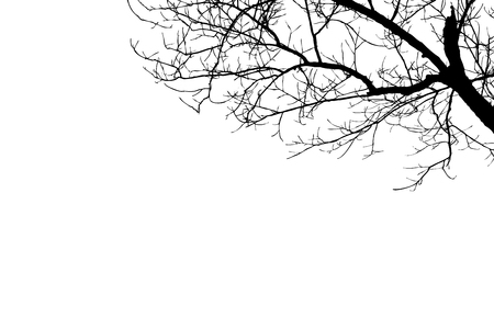 Illustration  bare tree silhouettes  with clipping path on white backgroundの写真素材