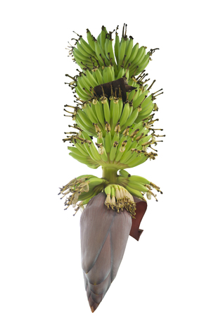 Isolated bunch of Cultivated banana with  flower in white backgroundの写真素材