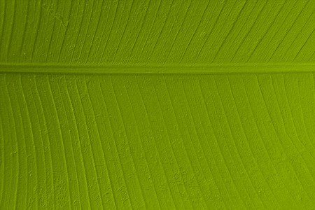 The texture of banana leaf abstract background with sketch effectの写真素材
