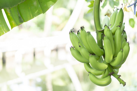 Bunch of green raw banana against the river viewの写真素材