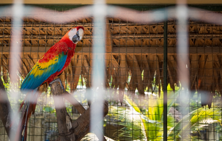 Macaw parrot isolated in a zoo cage. The white bars prevent his freedom.の写真素材
