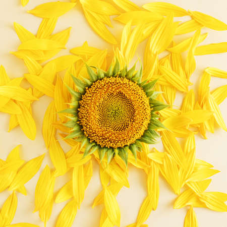 Pistil of sunflower and 
petals on bright background. Minimal flat lay and summer concept.の写真素材