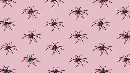 Halloween pattern made of black spiders on pink background. Minimal Halloween concept.