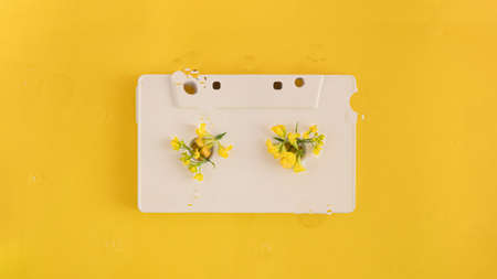 Cassette tape with yellow blooming flowers under the water. Minimal retro music concept.の写真素材