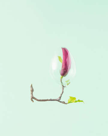 Twig and magnolia flower in a glass egg on a pastel green background. Creative minimal concept. Spring and Easter inspiration.の写真素材