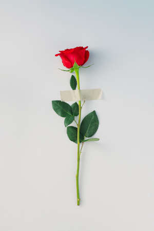 Red rose with a patch on a gray background. Minimal flat lay concept. Love and Valentine's Day...