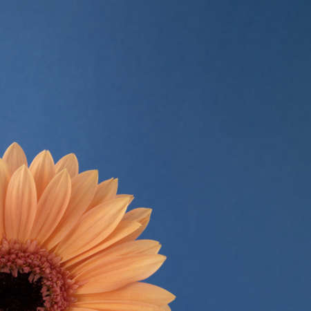 Creative spring background made of orange gerbera on a blue background. Minimal floral concept.の写真素材
