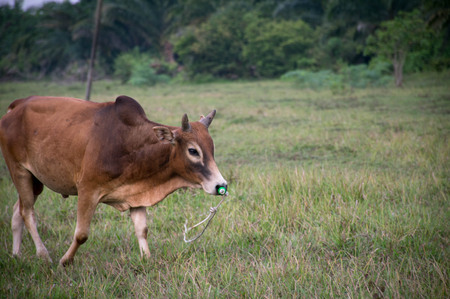 bull meadow cow ox brown palm countryの写真素材