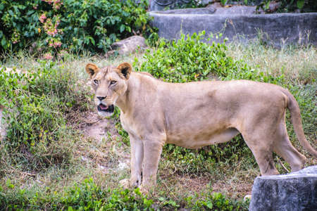 female lion in zoo form thailandの写真素材