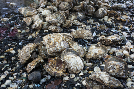 Oyster on ground dirtyの写真素材