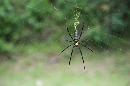Spider and cobweb natural background.の写真素材