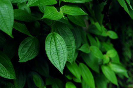 Leaves in forest low key