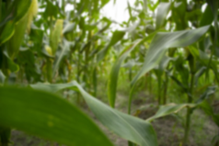 blur corn field on background
