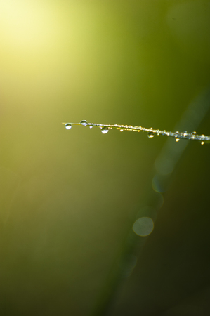 drop on grass sparkles in the sunlightの写真素材